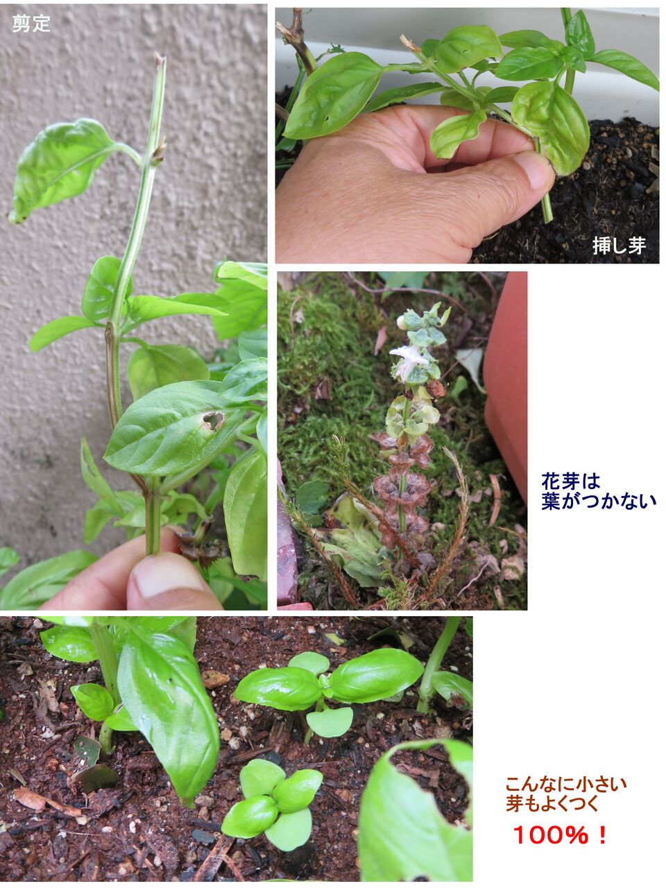 5231 スイート バジル 山川草木 動物 歳時記