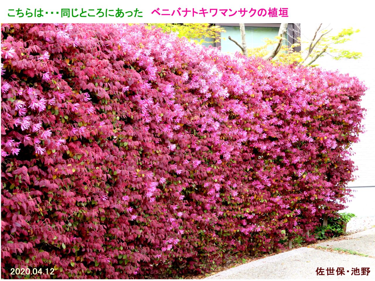 5158 トキワマンサク 白花種 山川草木 動物 歳時記