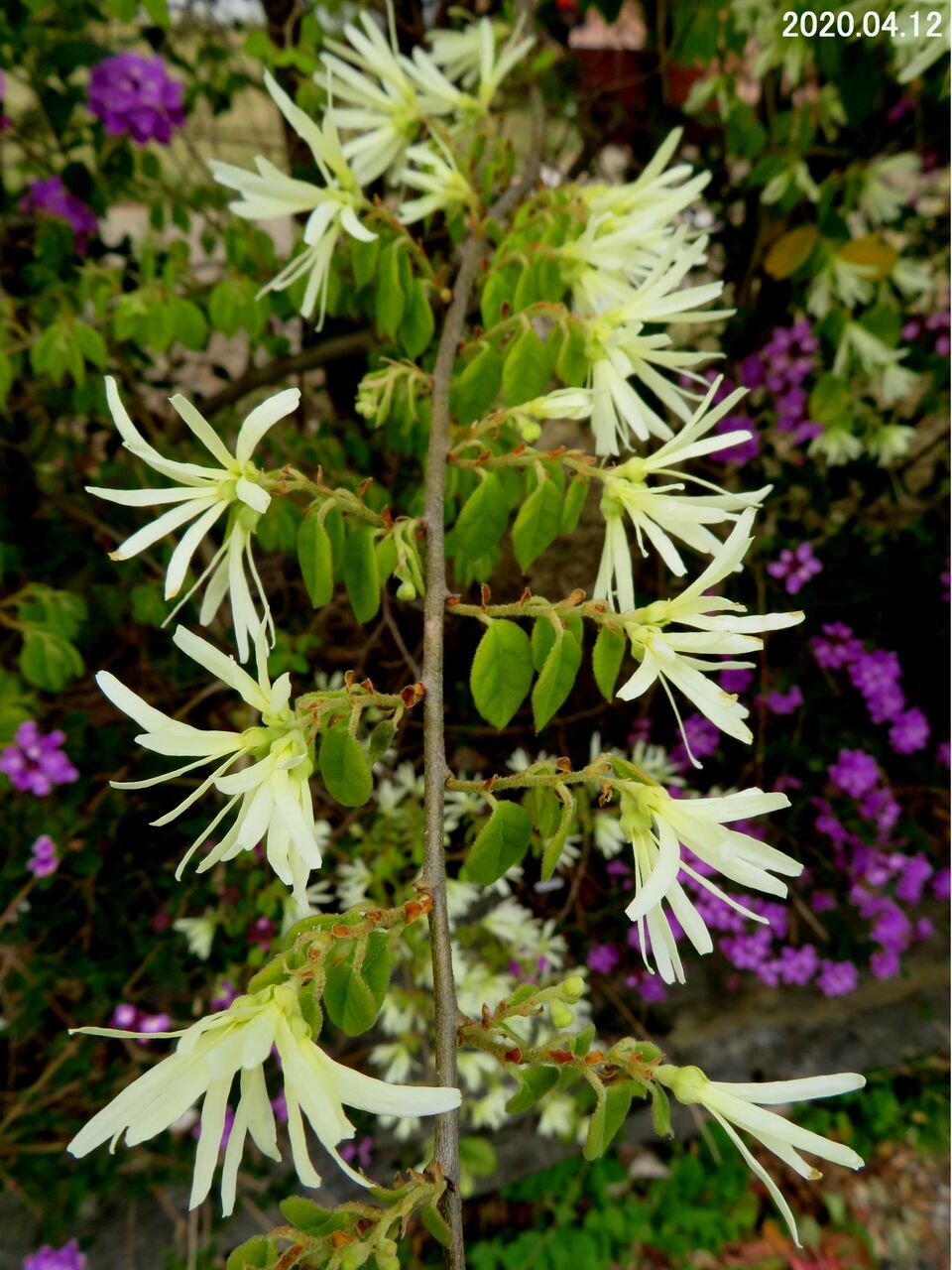 5158 トキワマンサク 白花種 山川草木 動物 歳時記