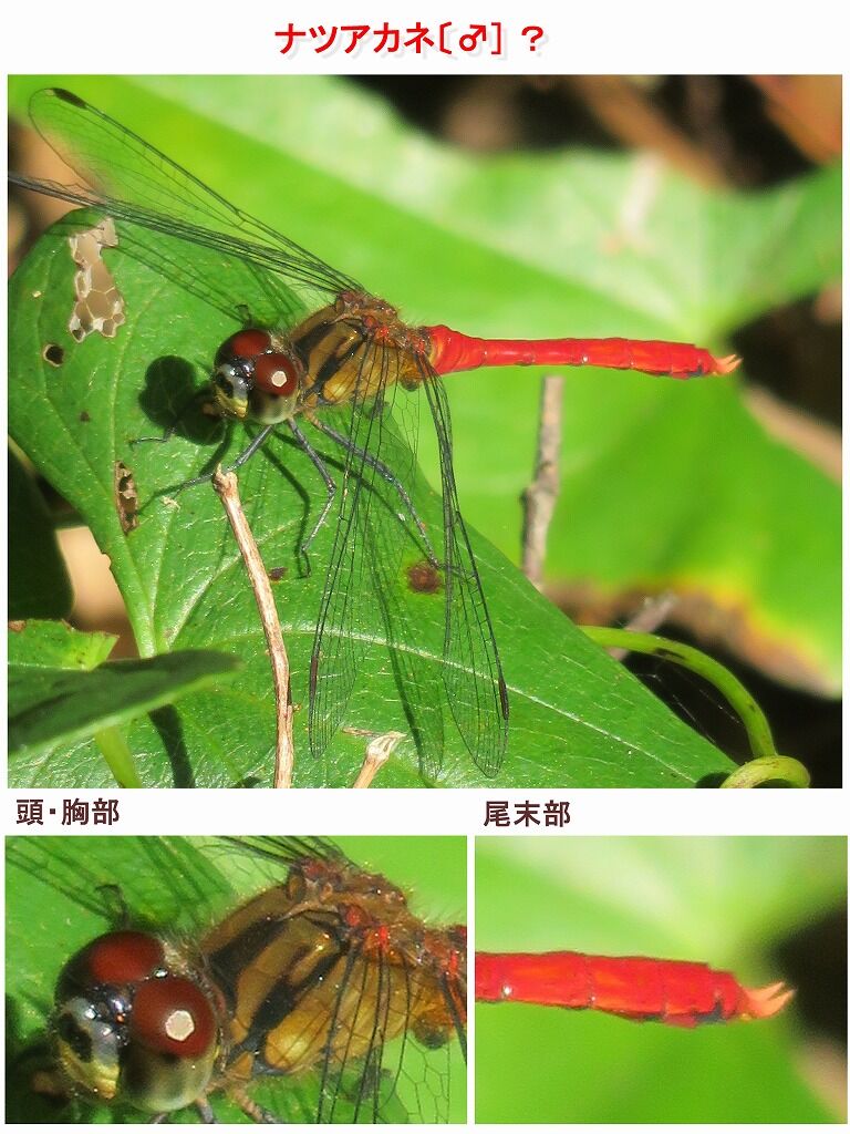 アキアカネ でもないか 山川草木 動物 歳時記 アキアカネ でもないか 山川草木 動物 歳時記