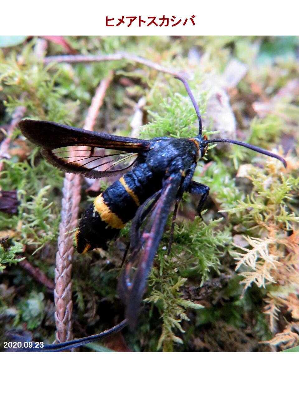 新 旬の風 131 ヒメアトスカシバ 山川草木 動物 歳時記