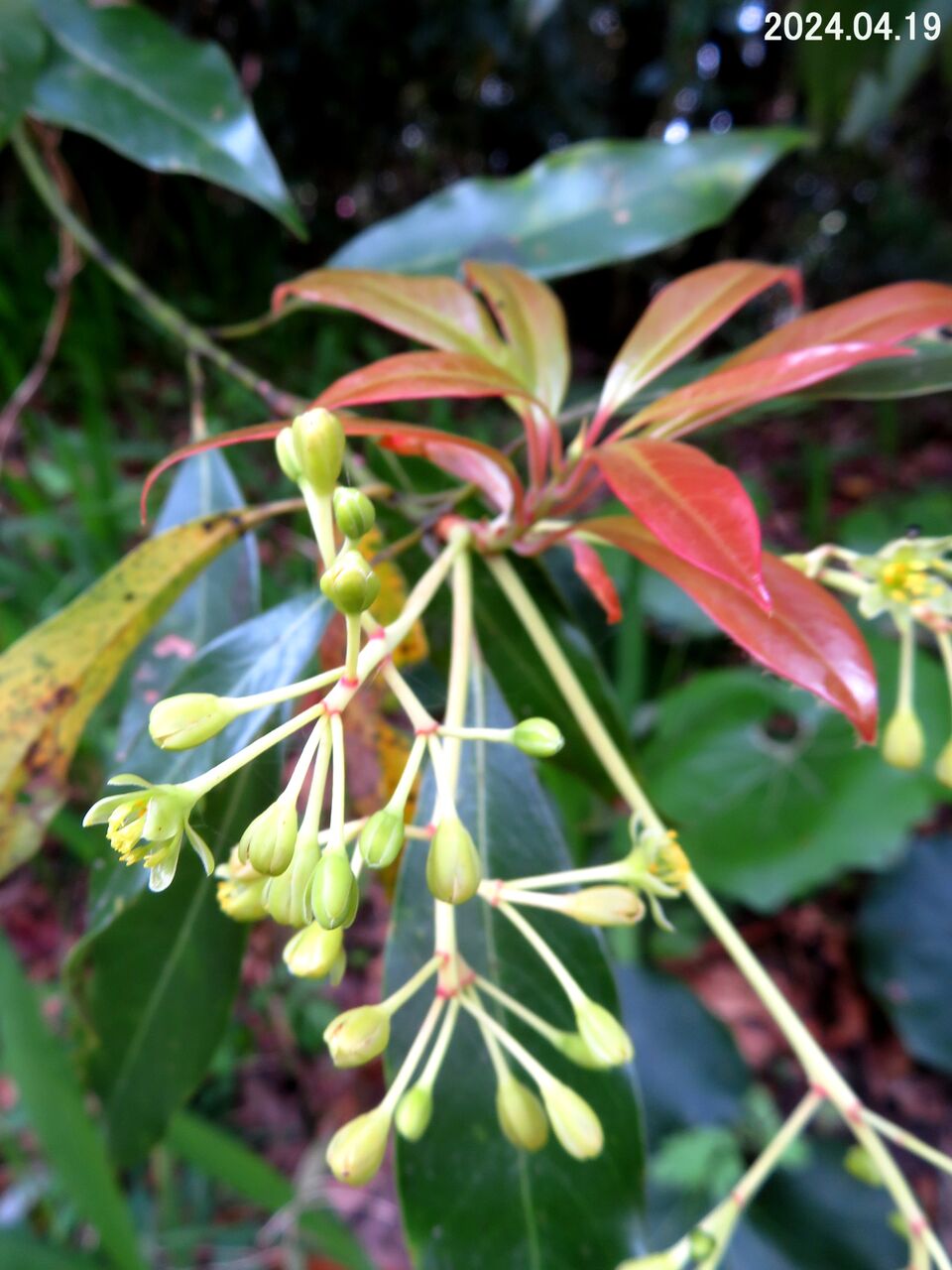 5881) ホソバタブ（花）← タブノキ [Ⅹ]（花） : 山川草木