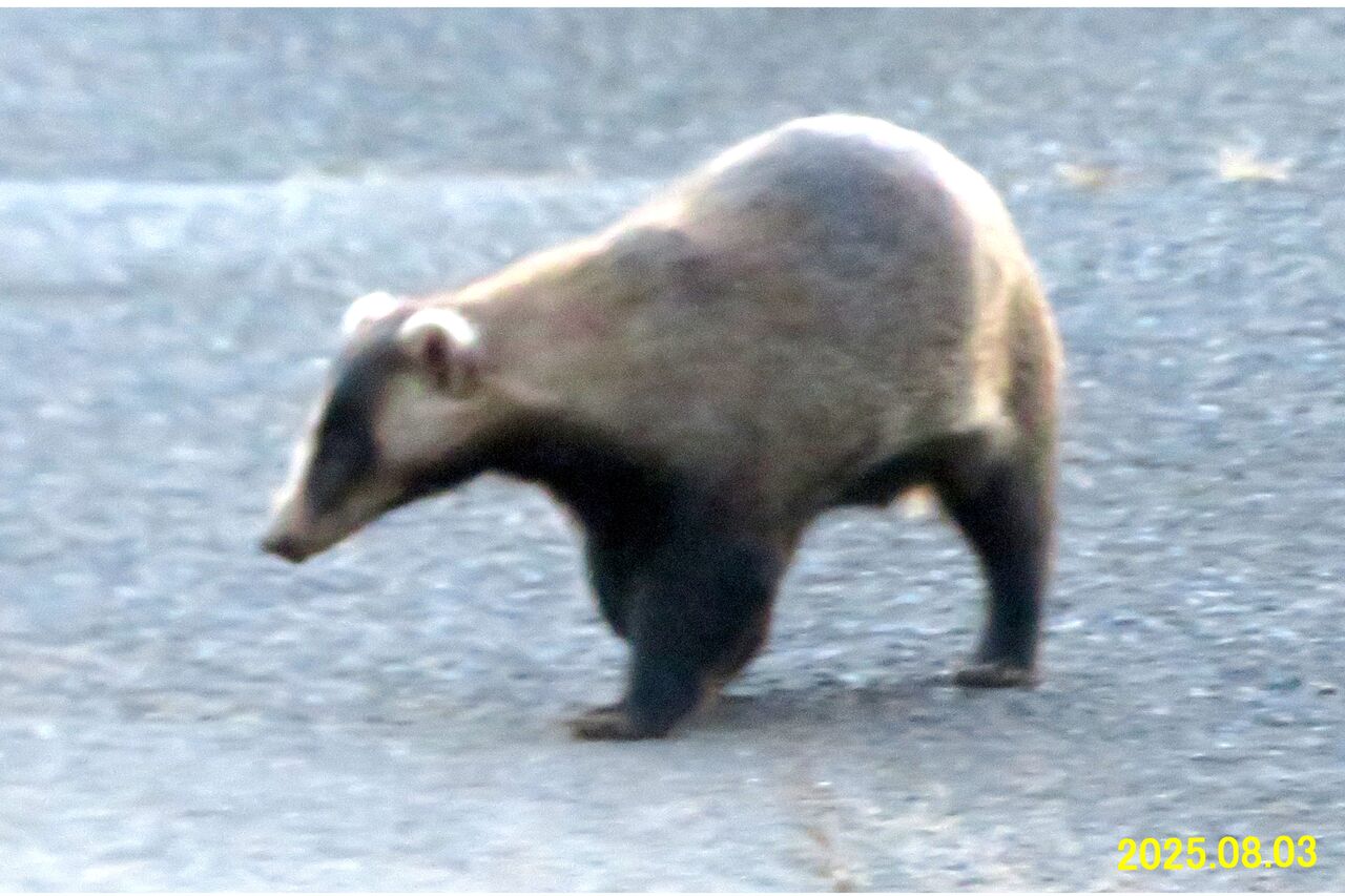 ≪新・旬の風 1275≫ コヤツか？！ アナグマめ！ : 山川草木・動物