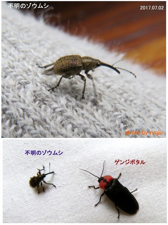 ≪ 新・旬の風 250 ≫ マダラアシゾウムシ : 山川草木・動物 歳時記 Ⅱ