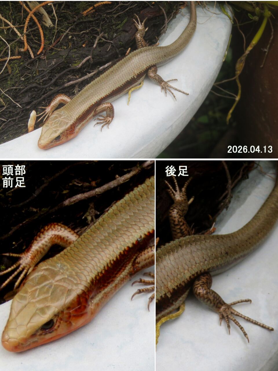 ≪新・旬の風 1409≫ ニホントカゲ Ⅱ（成体・雄） : 山川草木・動物