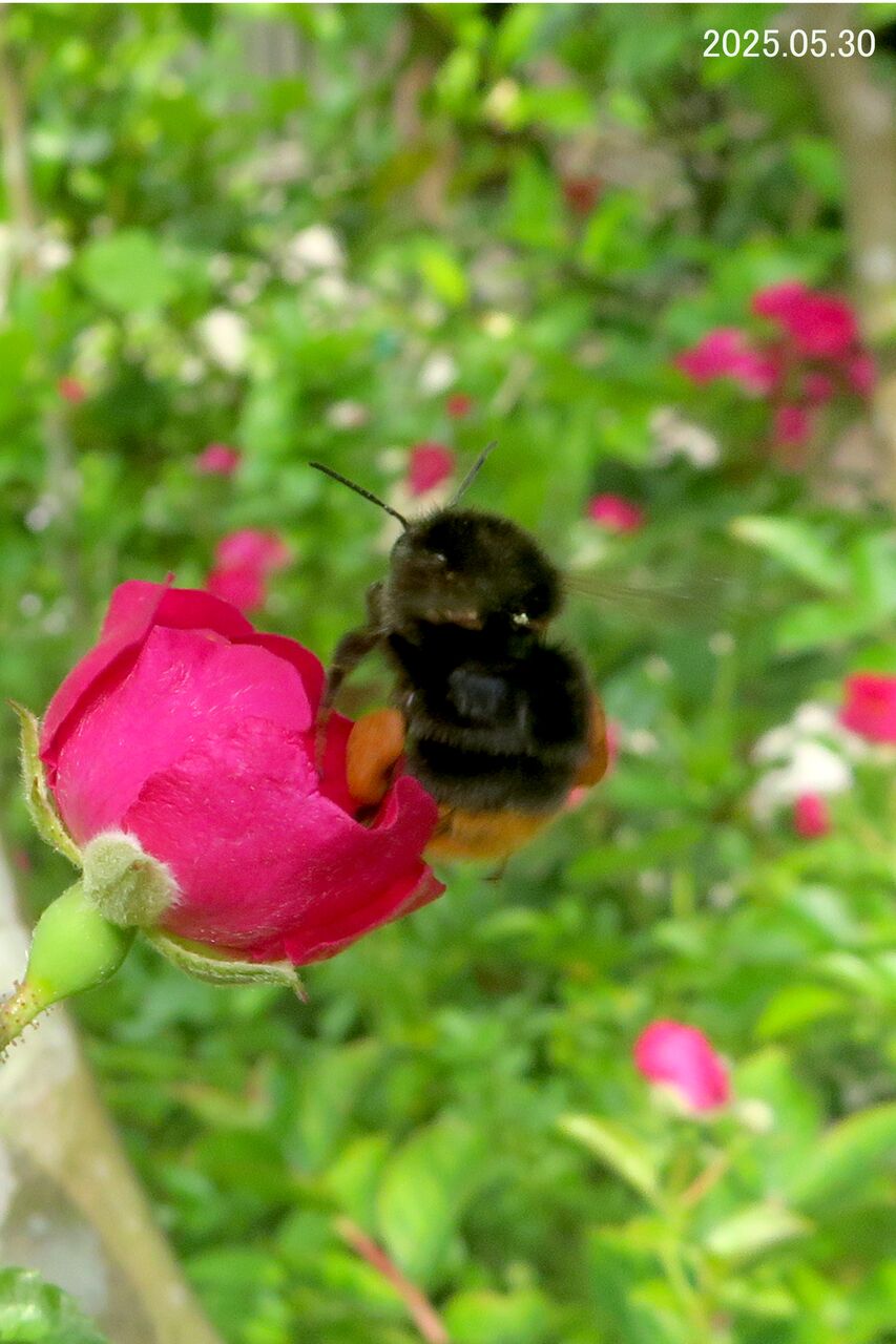 ≪新・旬の風 1238≫ コマルハナバチ（or クロマルハナバチ) ♀ : 山川