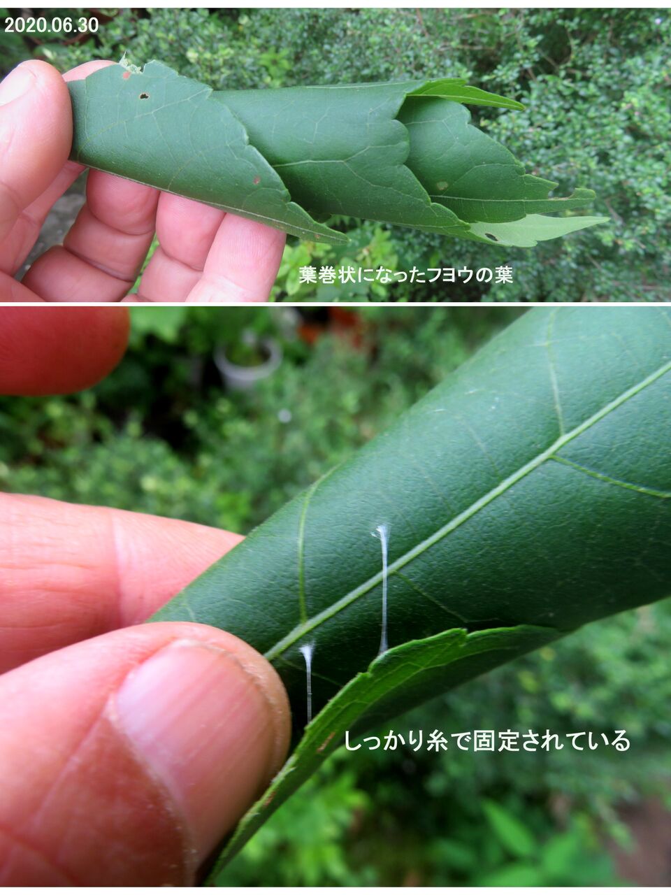 瞬 旬の風 ワタノメイガ 別名 ハマキムシ 葉巻虫 山川草木 動物 歳時記