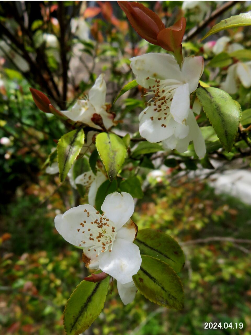 5868) カメリア 'エリナ' : 山川草木・動物 歳時記 Ⅱ 5868) カメリア 'エリナ' : 山川草木・動物 歳時記 Ⅱ