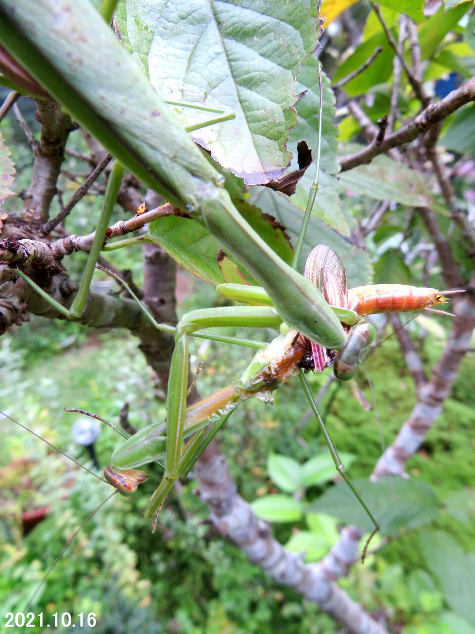 新 旬の風 6 オオカマキリの共食い 山川草木 動物 歳時記