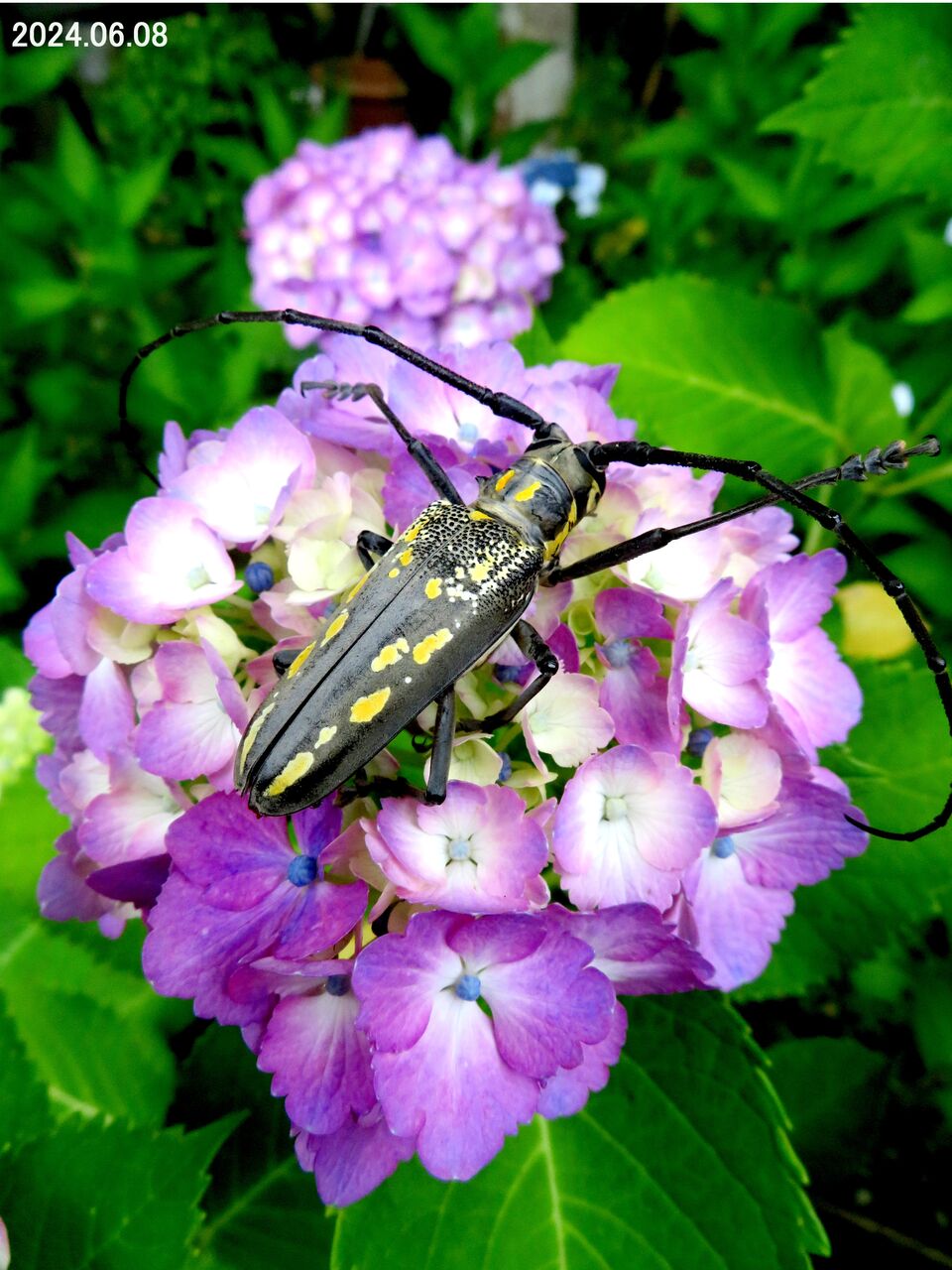 ★山古志発★新品種　キジロ　その７　明３歳　４９センチ前後　メス？　地域限定本州四国のみ　 お歳暮エスケイフーズ 礼文島・利尻島産 「神の魚」熟成新巻鮭姿切身