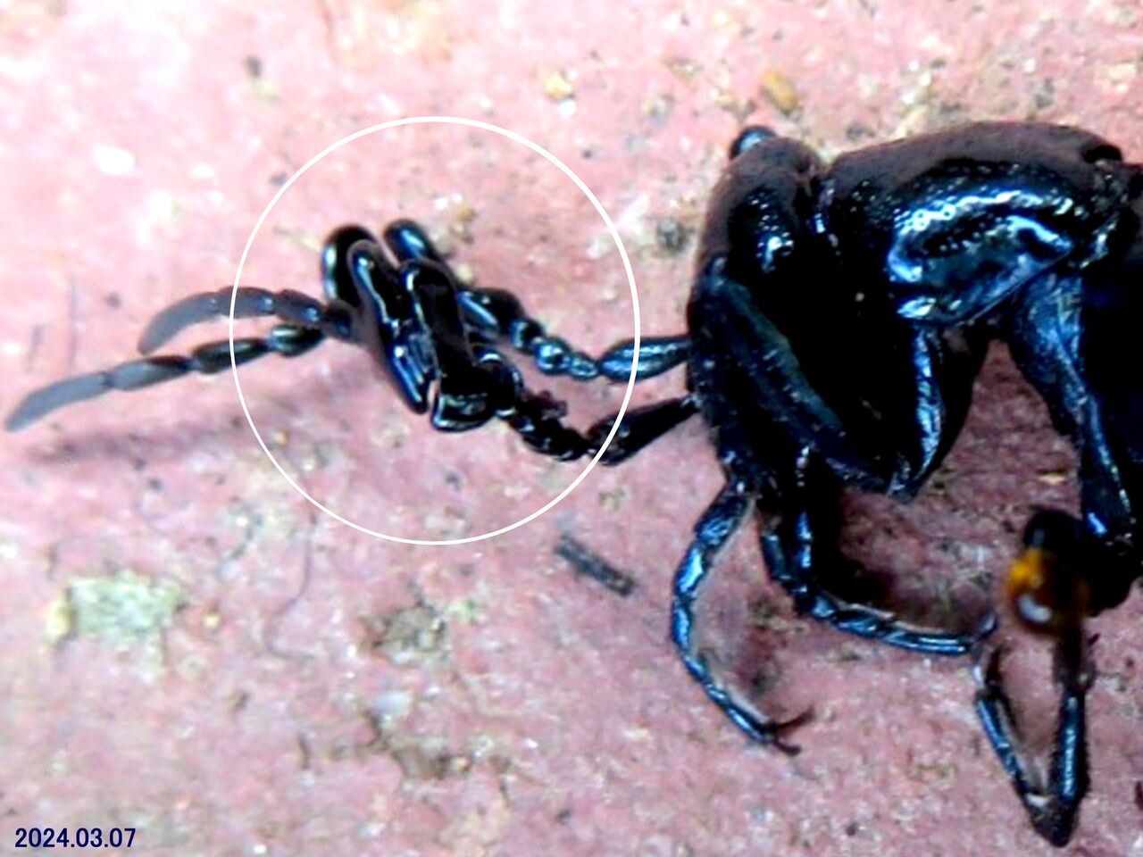 ≪新・旬の風 1032≫ ヒメツチハンミョウ ♂ : 山川草木・動物 歳時記 Ⅱ