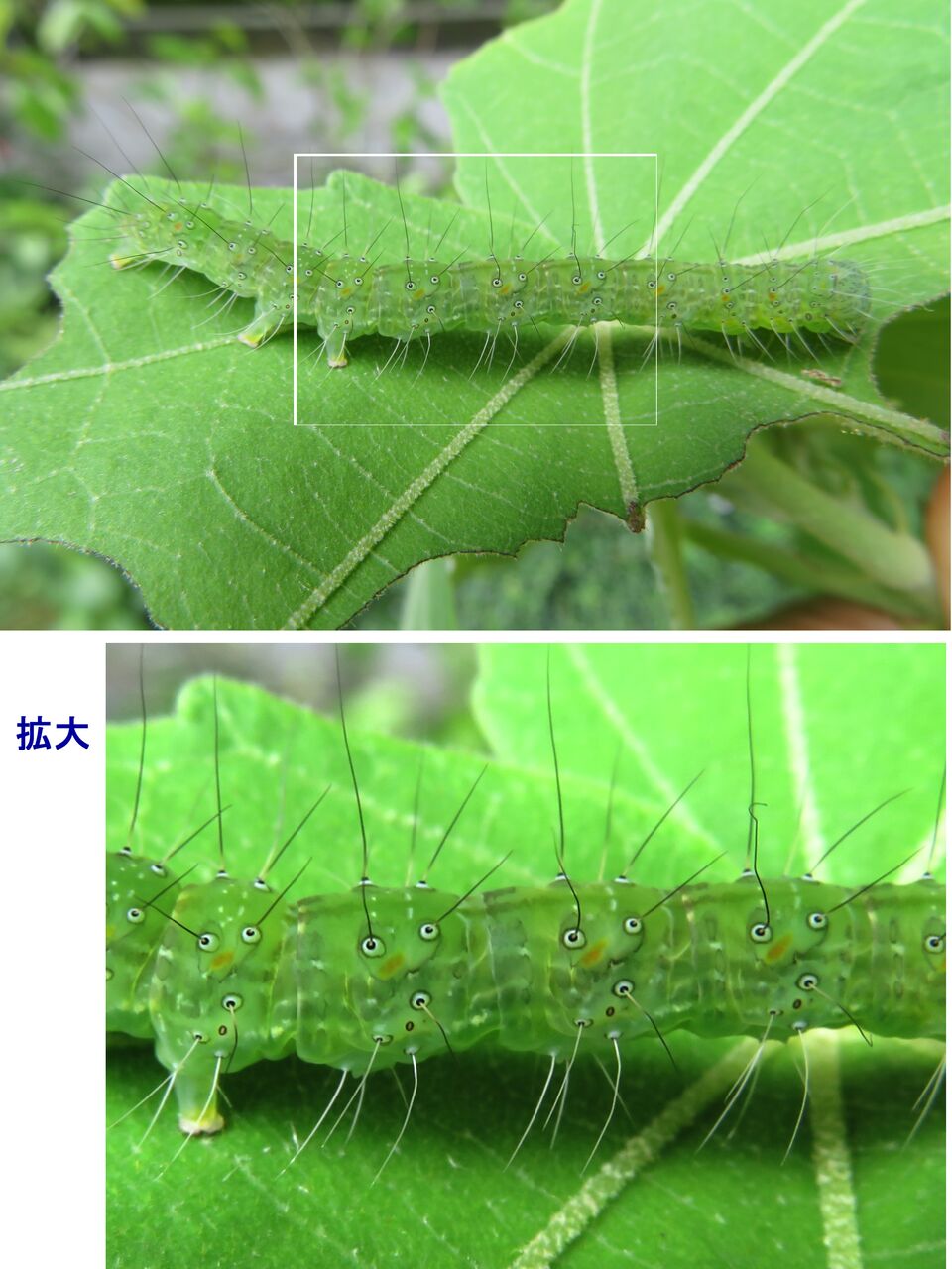 新 瞬の風 133 フタトガリコヤガの幼虫 山川草木 動物 歳時記