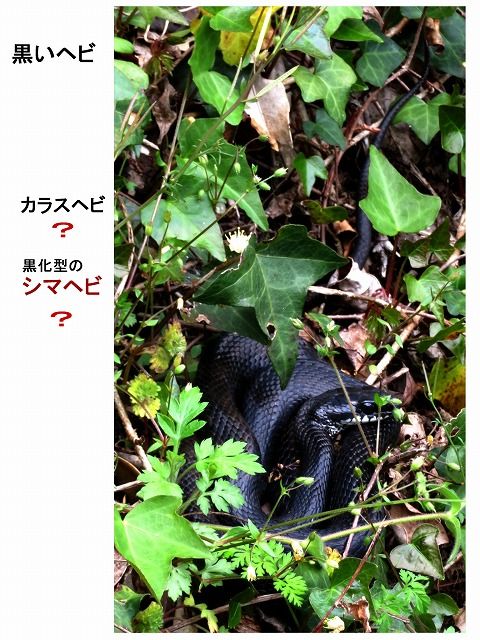 シマヘビ黒化型(レプリカ) s-20210203084751405490.jpg