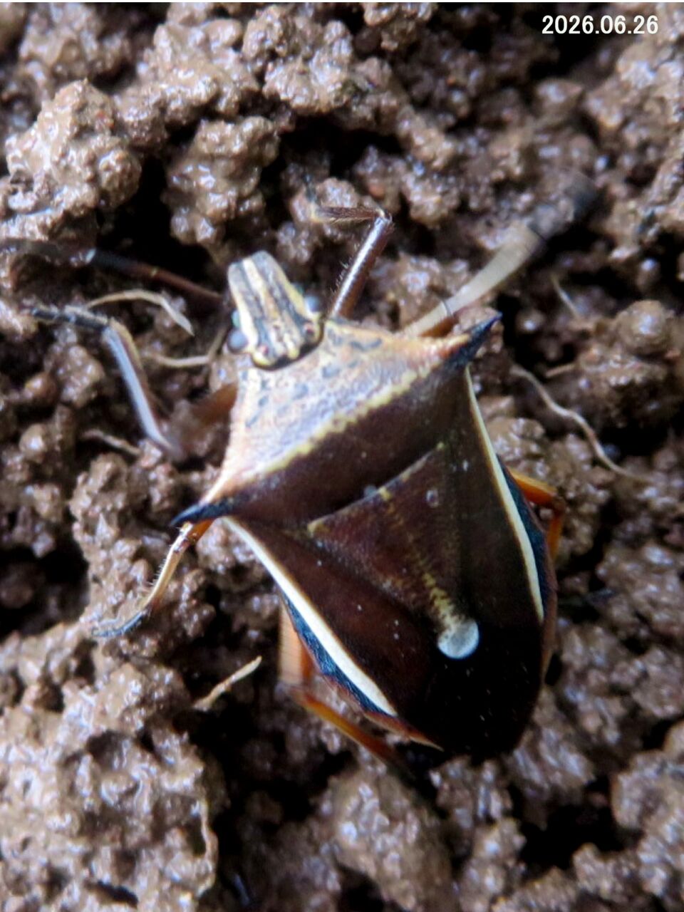 ≪新・旬の風 1442≫ シロヘリクチブトカメムシ : 山川草木・動物