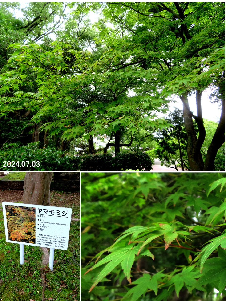 山採り　イロハモミジ　2 山採り自然樹形イロハモミジ販売 秋元園芸