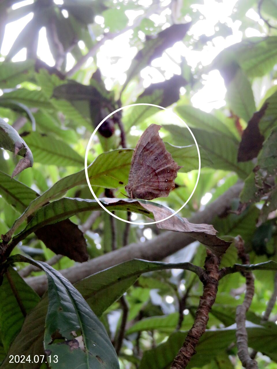 南西諸島の蝶標本C 49種62頭）南西諸島の特産種・亜