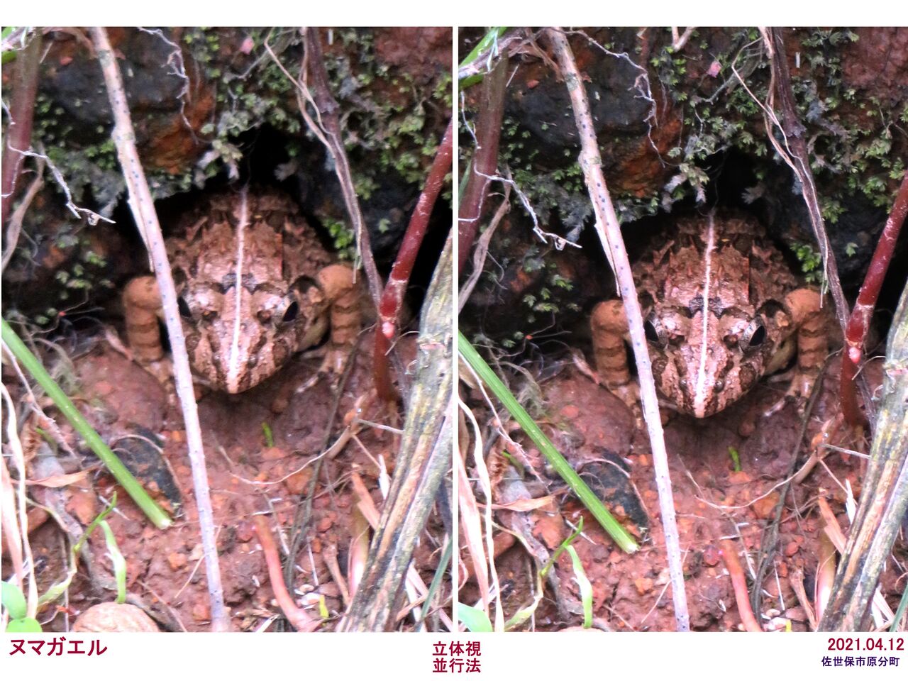 新 瞬の風 243 ヌマガエル 山川草木 動物 歳時記