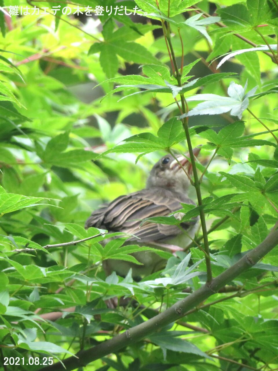 新 旬の風 607 ヒヨドリ雛 巣立ち そして 山川草木 動物 歳時記 新 旬の風 607 ヒヨドリ雛 巣立ち そして 山川草木 動物 歳時記