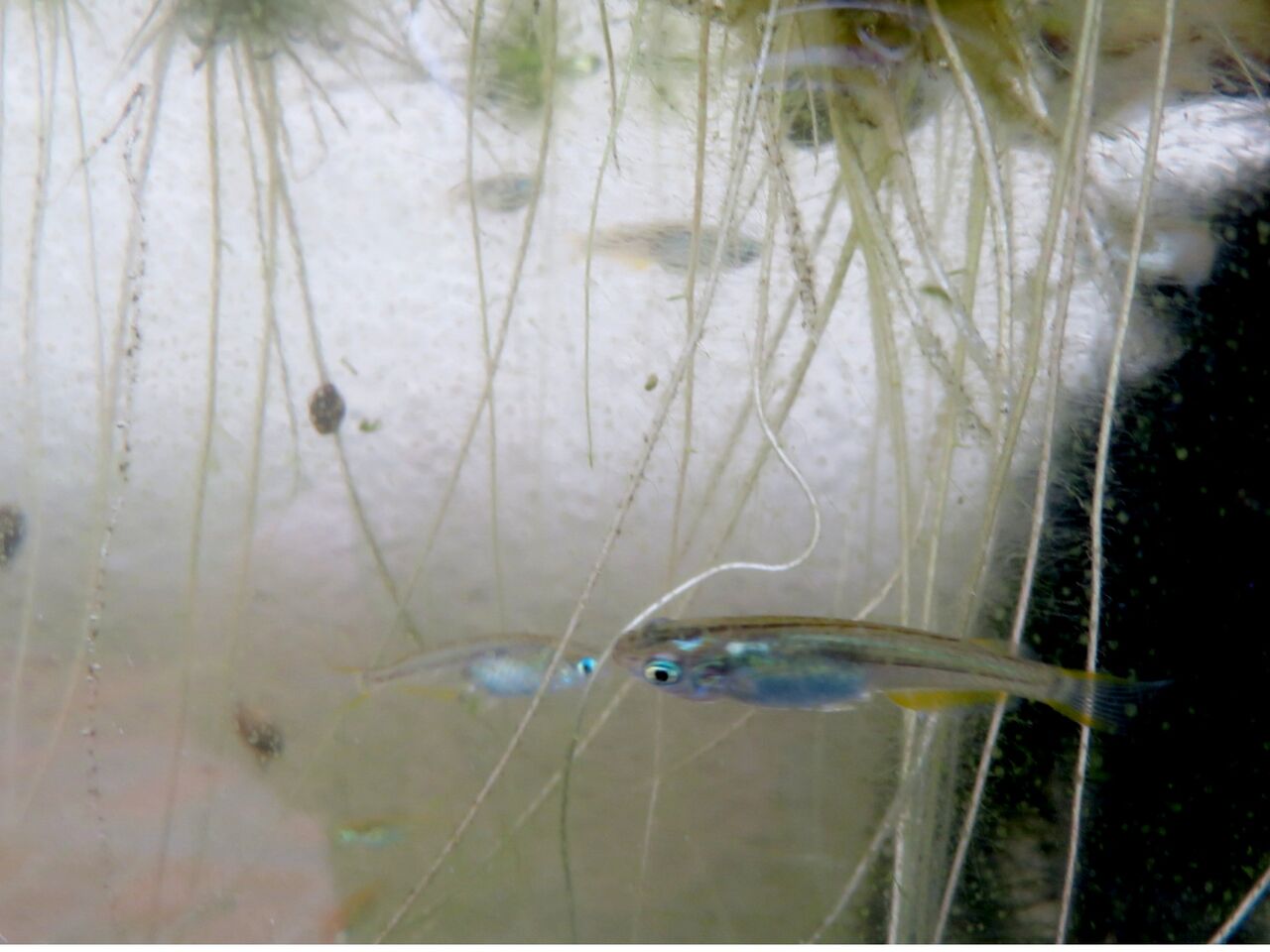 新 旬の風 7 メダカの稚魚が減る理由 山川草木 動物 歳時記