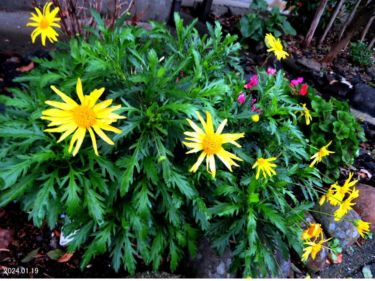 コスモスミスys7 2019年