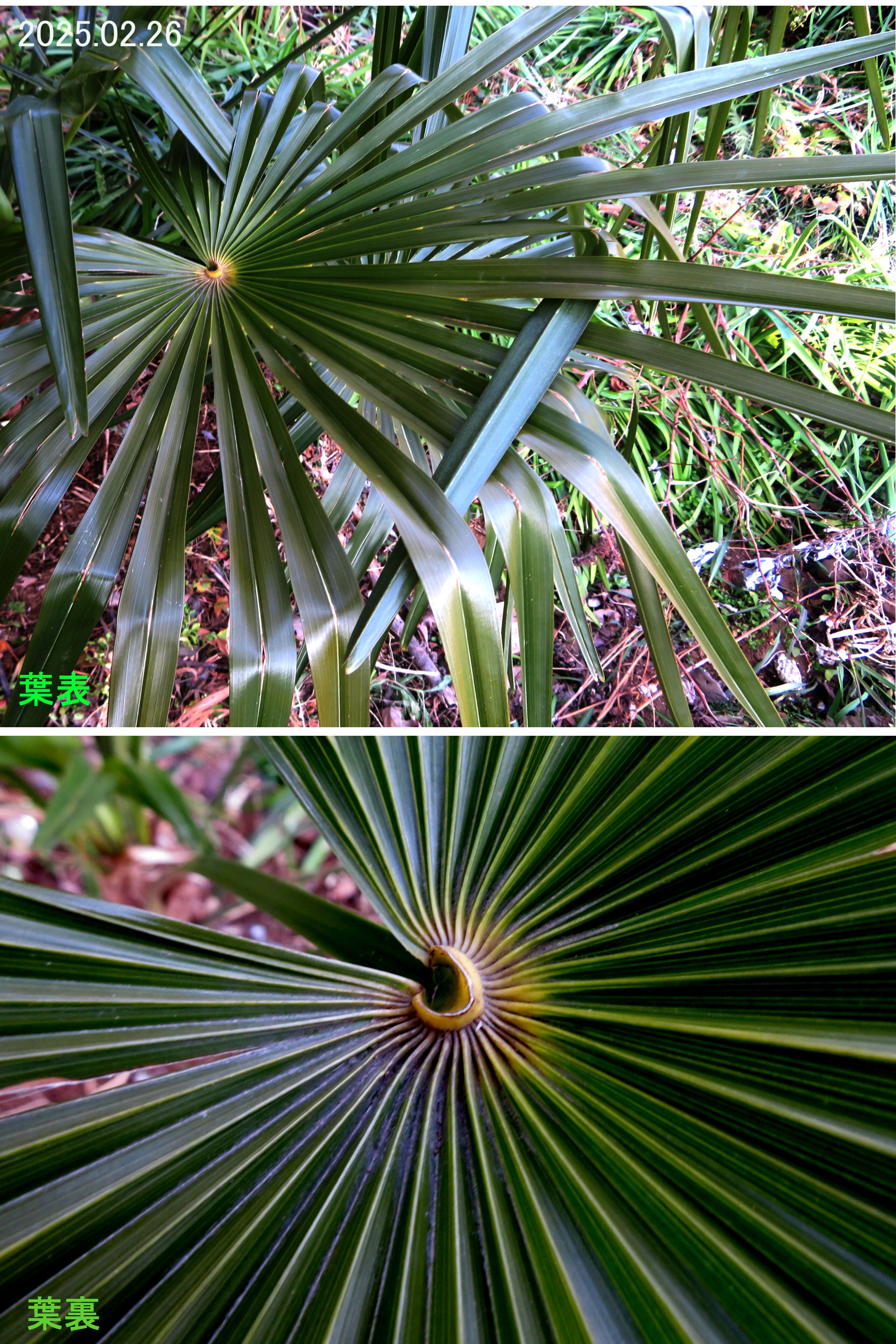 トウジュロ　トウシュロ　シュロ シュロ トウジュロ ワジュロ 【公式通販】