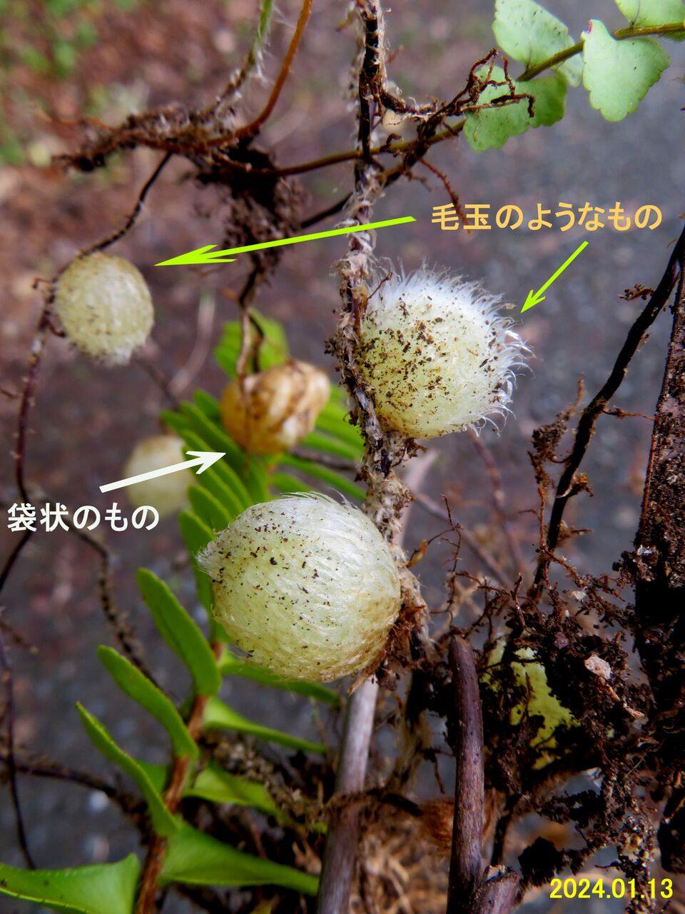 5808) タマシダ Ⅲ : 山川草木・動物 歳時記 Ⅱ 5808) タマシダ Ⅲ : 山川草木・動物 歳時記 Ⅱ