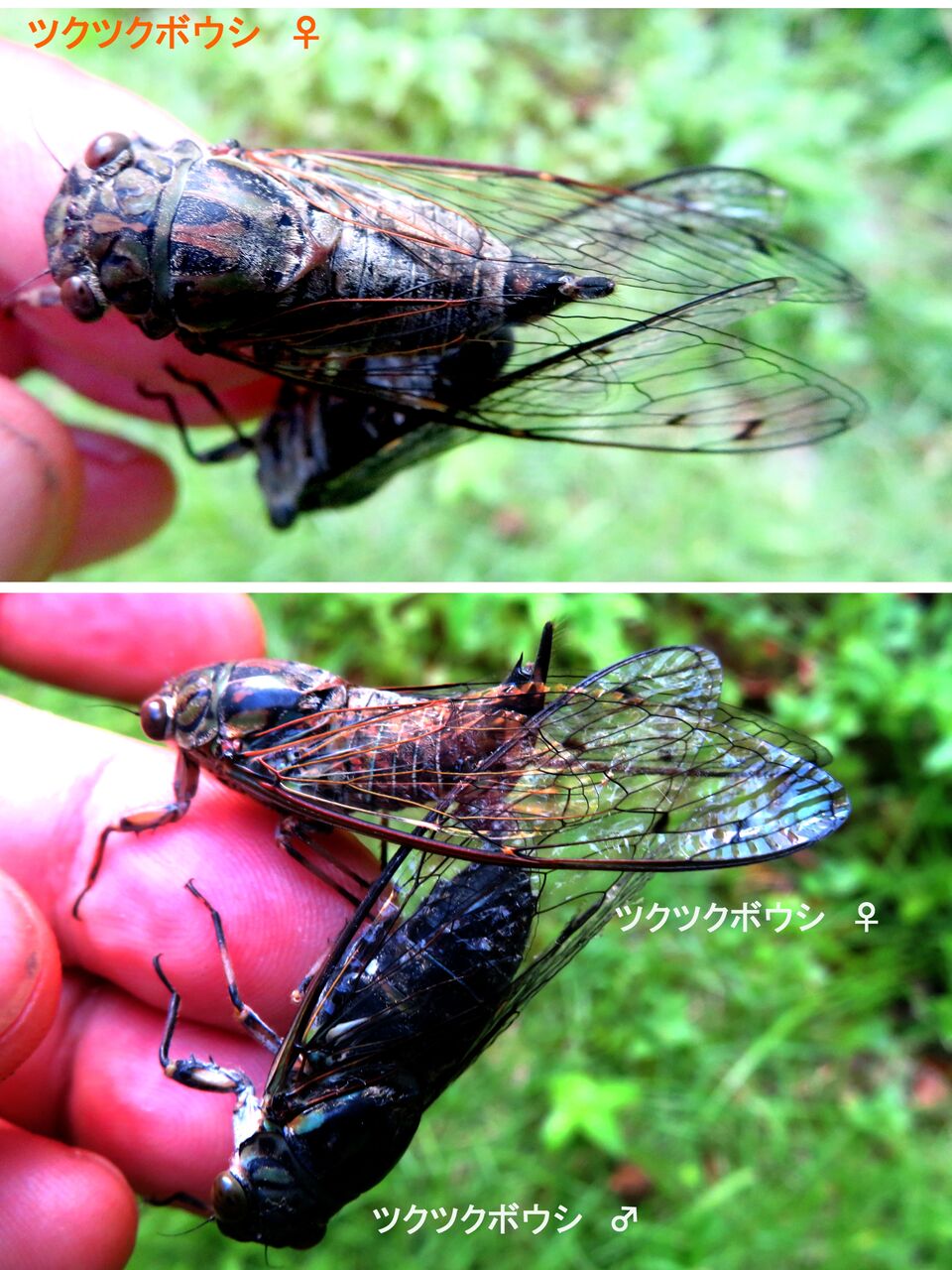 ≪新・旬の風 1108≫ ツクツクボウシの交尾 : 山川草木・動物