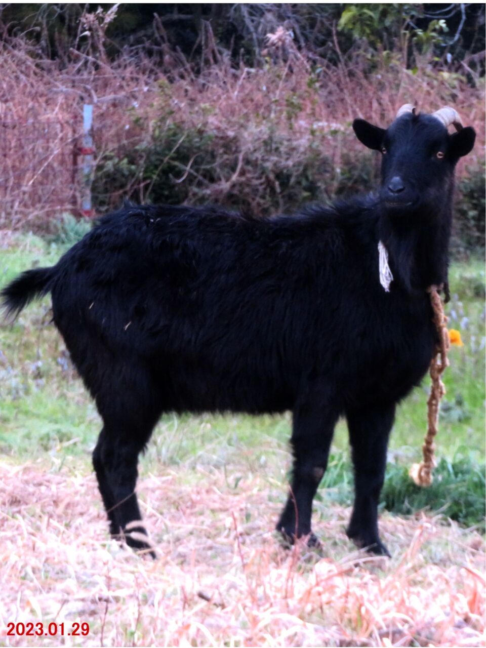 う*↓様 中国 Maymei 黒暗森林 Dark Forest 白ヤギ 黒ヤギ H*！様 中国 Maymei 黒暗森林 Dark Forest 白ヤギ 黒ヤギ - メルカリ