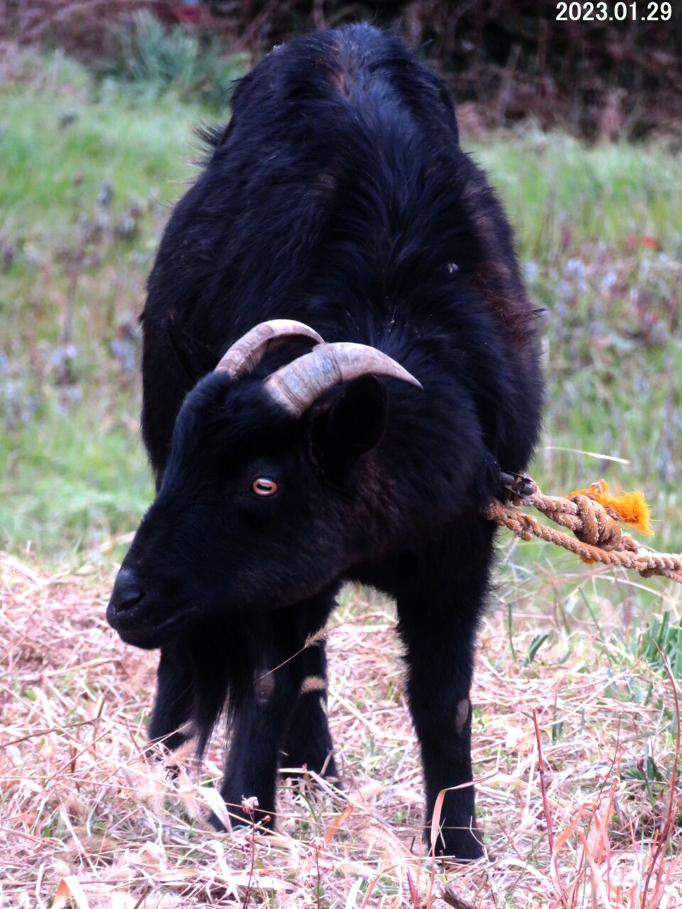 ≪新・旬の風 834≫ ヤギ Ⅱ （黒ヤギ） : 山川草木・動物 歳時記 Ⅱ
