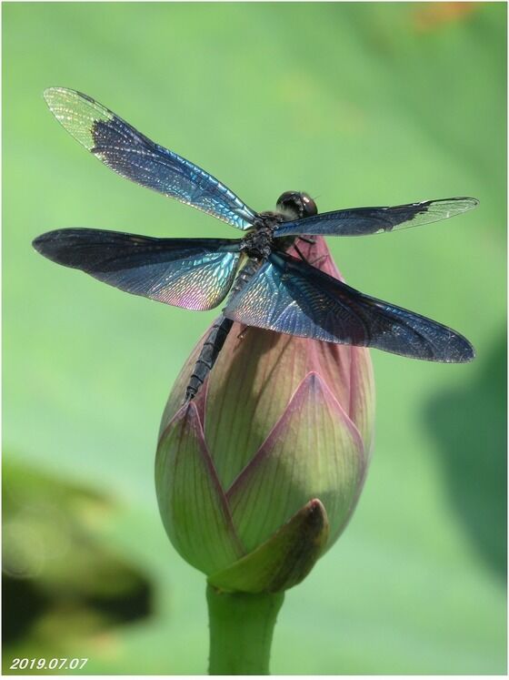 ≪旬の風 925≫ チョウトンボ Ⅱ : 山川草木・動物 歳時記 Ⅱ