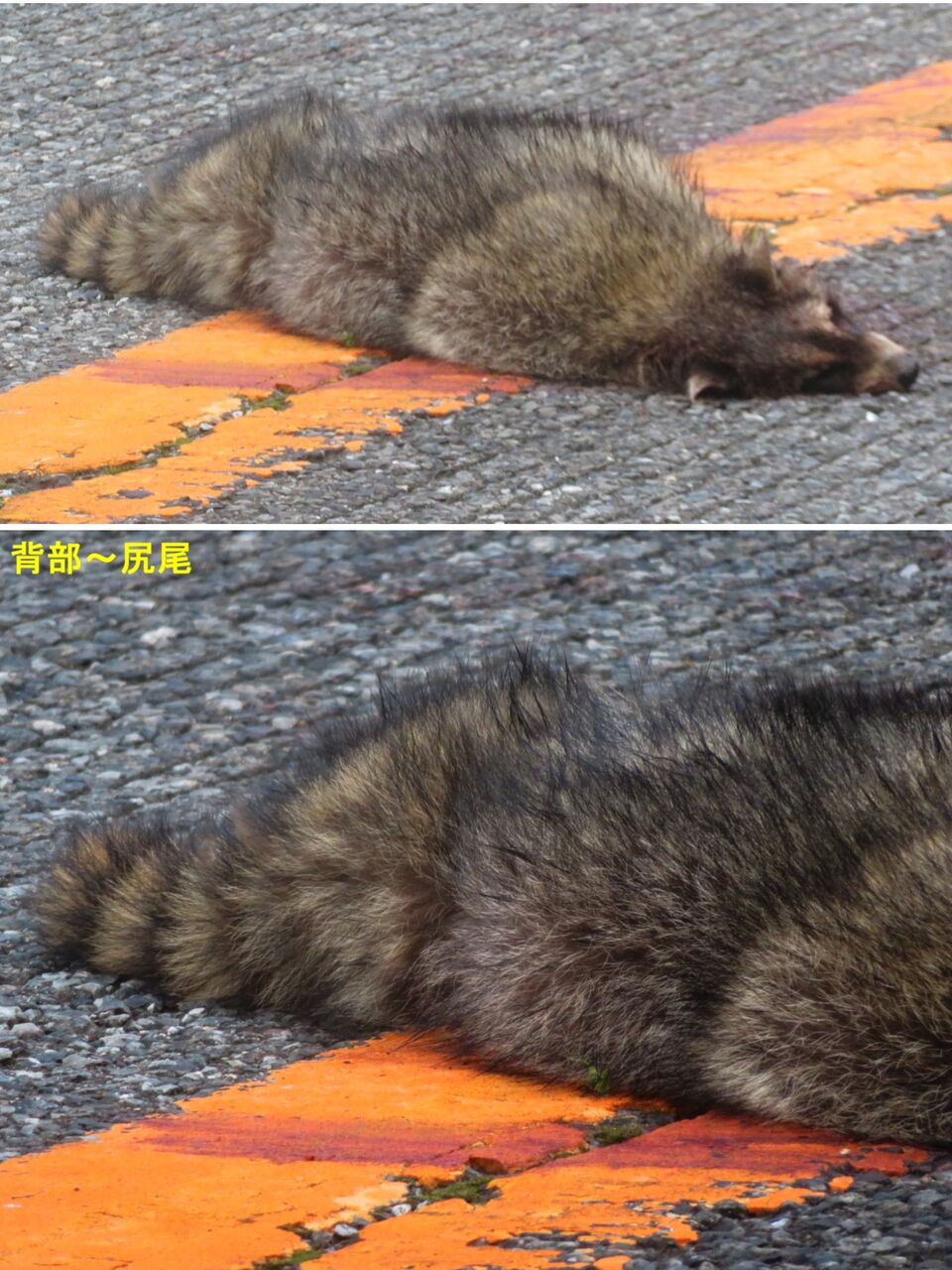 新・動植物歳時記 b351d228-s.jpg