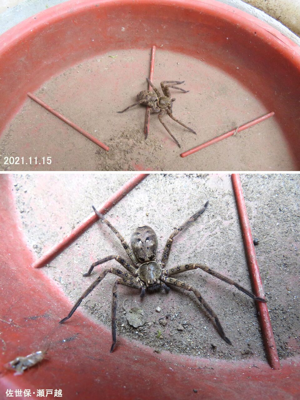 新 旬の風 628 コアシダカグモ 山川草木 動物 歳時記