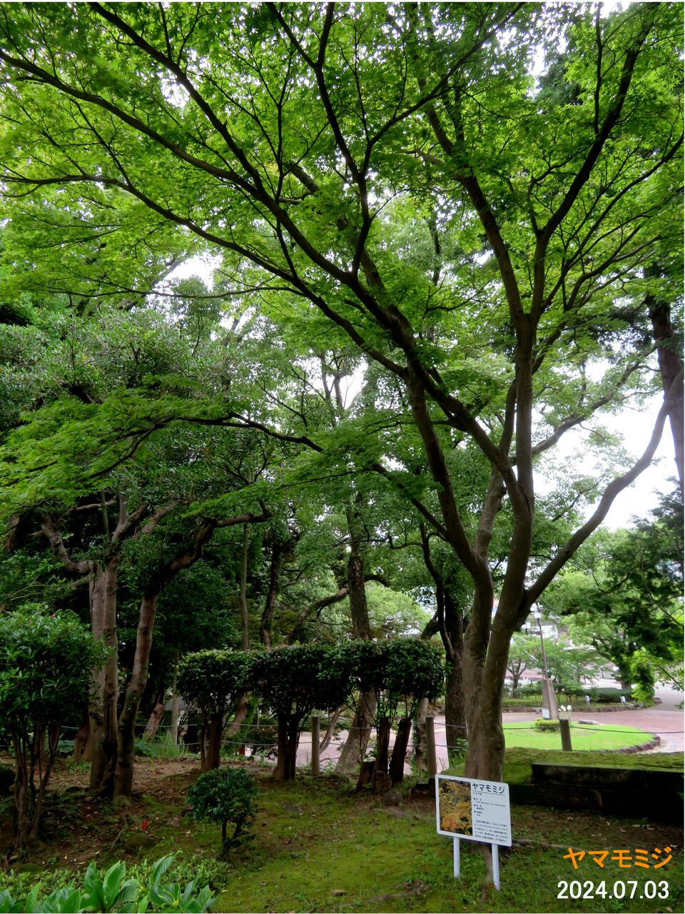 5904) ヤマモミジ : 山川草木・動物 歳時記 Ⅱ