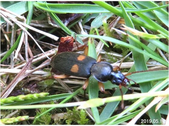≪旬の風 902≫ フタホシスジバネゴミムシ : 山川草木・動物 歳時記 Ⅱ