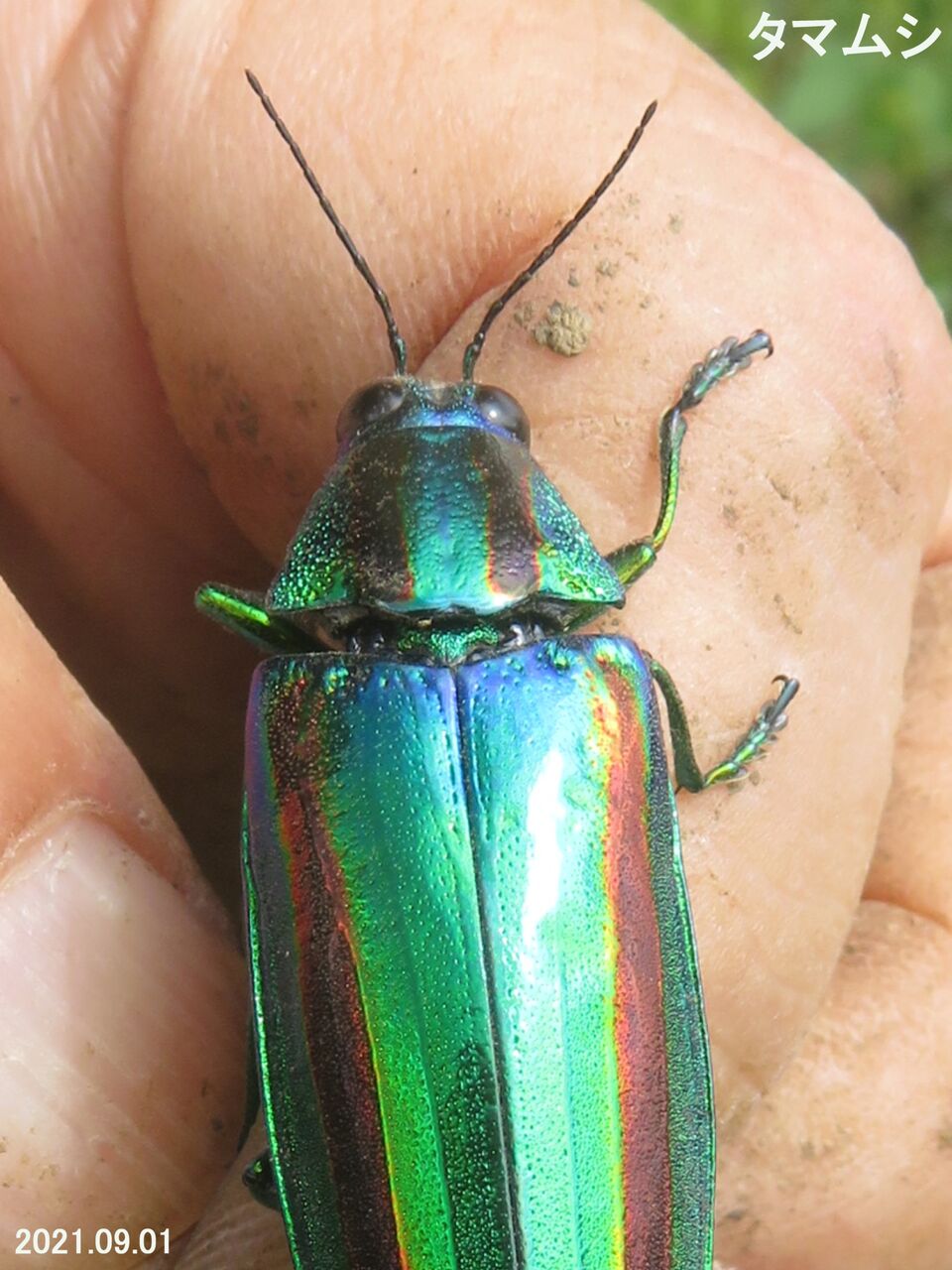 ≪新・旬の風 612≫ タマムシ Ⅱ : 山川草木・動物 歳時記 Ⅱ
