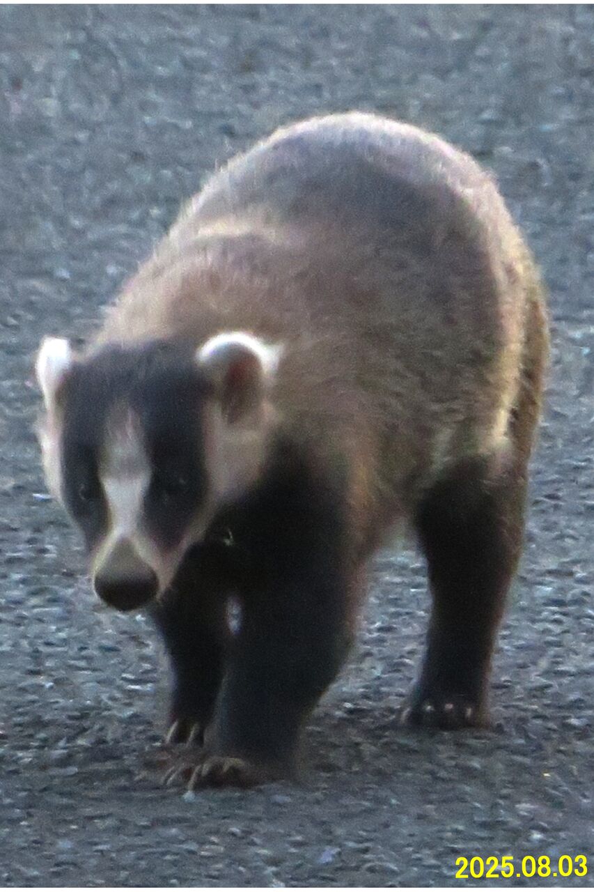 ≪新・旬の風 1275≫ コヤツか？！ アナグマめ！ : 山川草木・動物
