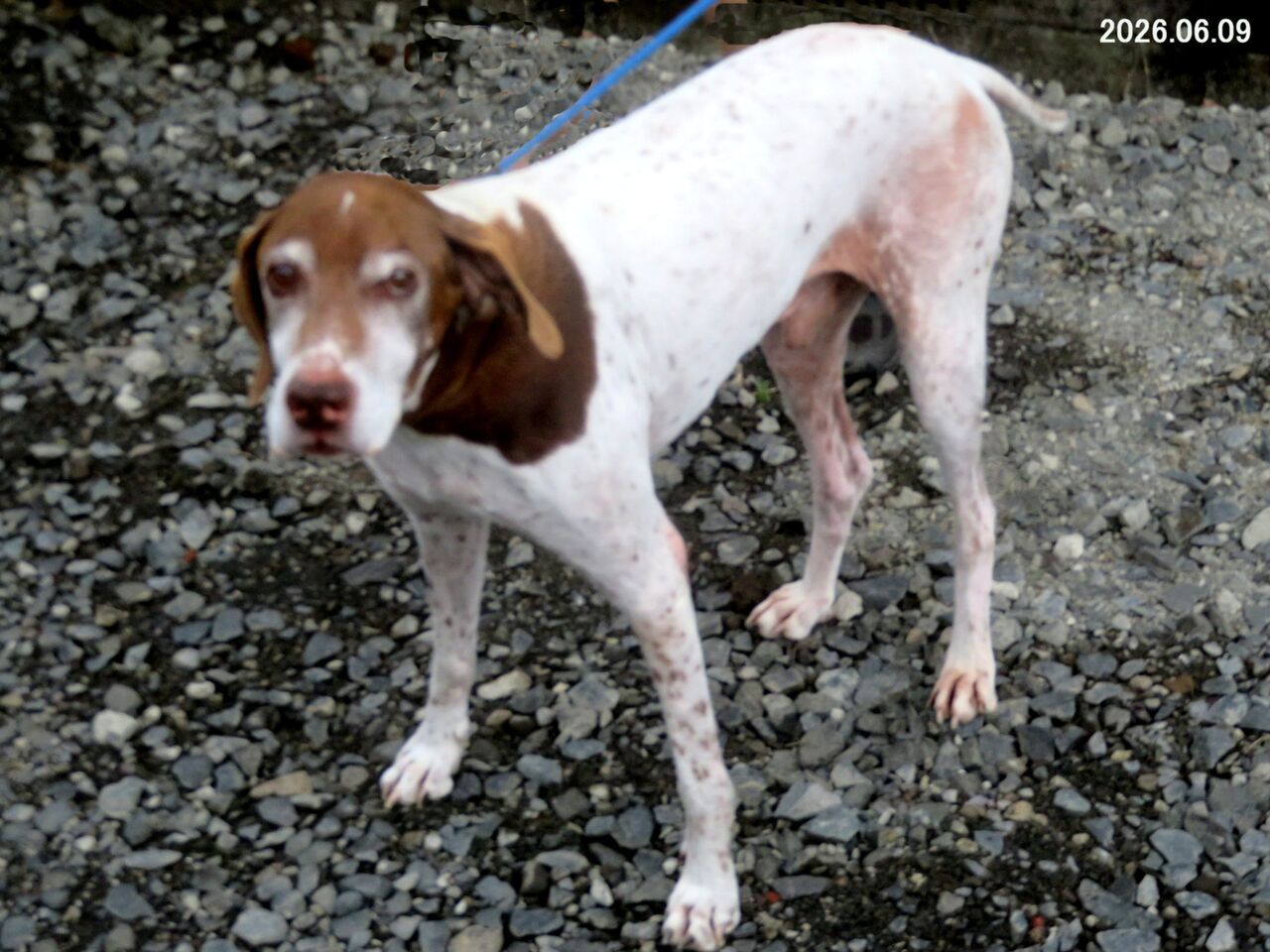 【即決10,000円】犬　イヌ　イングリッシュポインター　ガーデニング　FRP ≪新・旬の風 1435≫ ポインター : 山川草木・動物 歳時記 Ⅱ