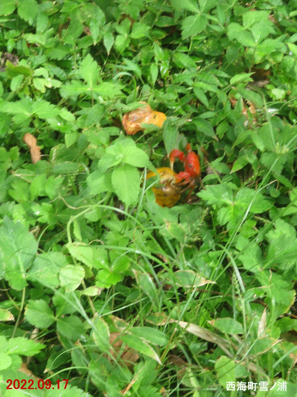 新・動植物歳時記 新・動植物歳時記