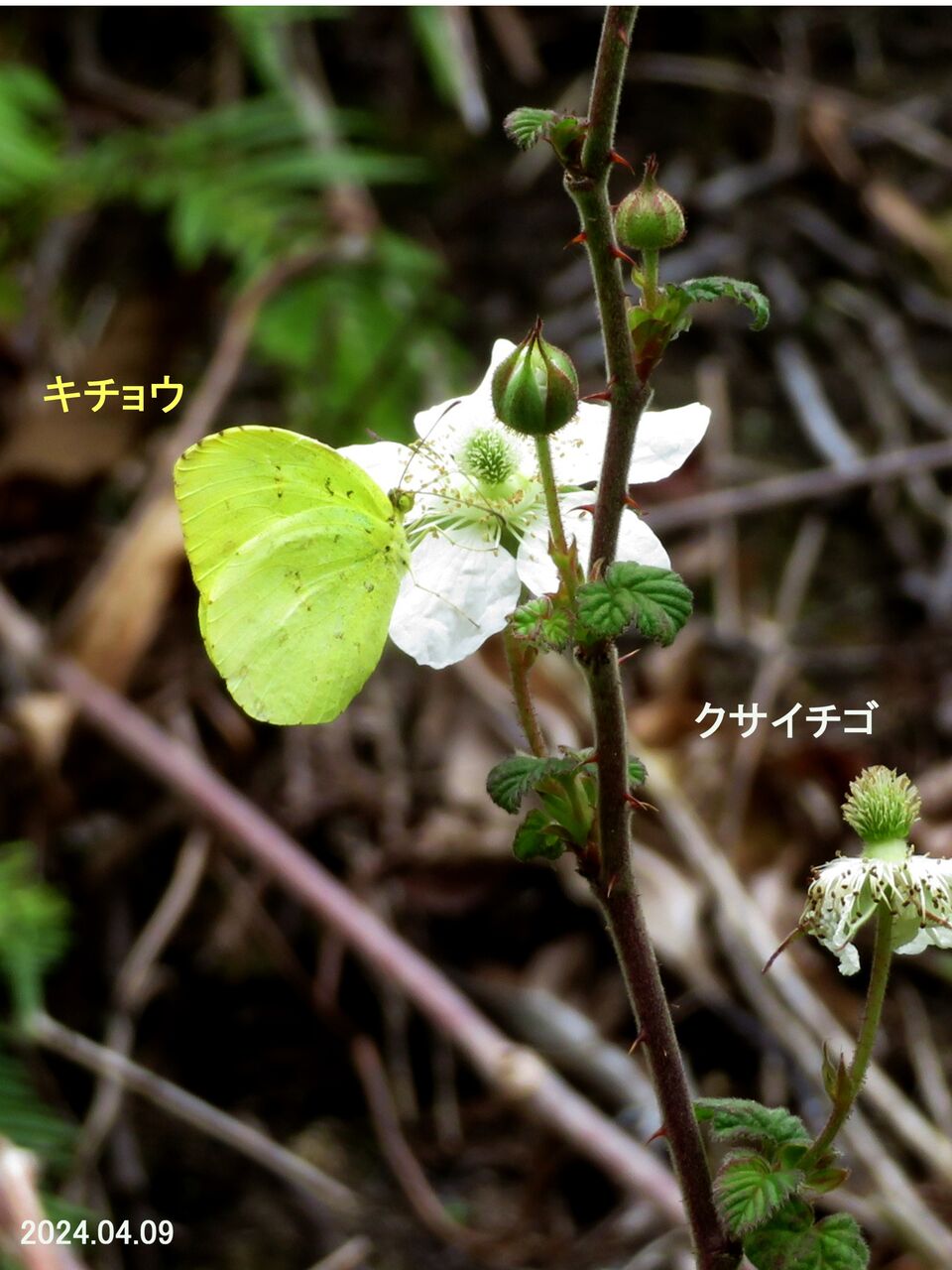 新・動植物歳時記 森の植物の歳時記」～5月に紹介した植物－④》｜公益財団法人