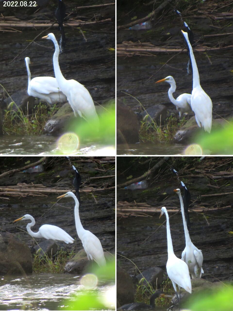 ≪新・旬の風 763≫ シラサギ(ダイサギ)の求愛ダンス : 山川草木・動物 歳時記 Ⅱ