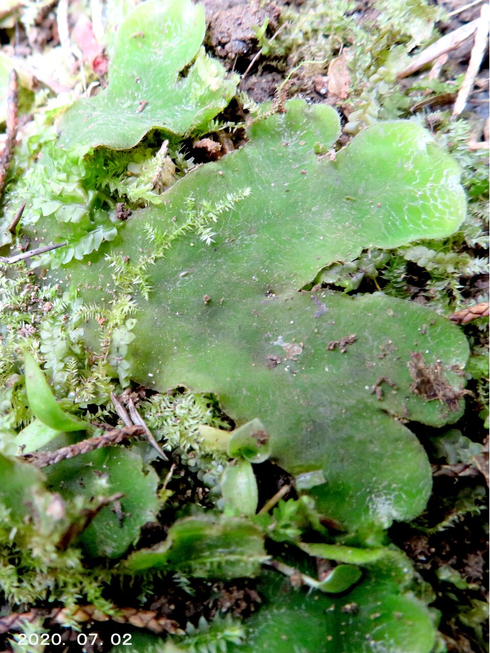 5208) ミドリゼニゴケ？ [不確定] : 山川草木・動物 歳時記 Ⅱ