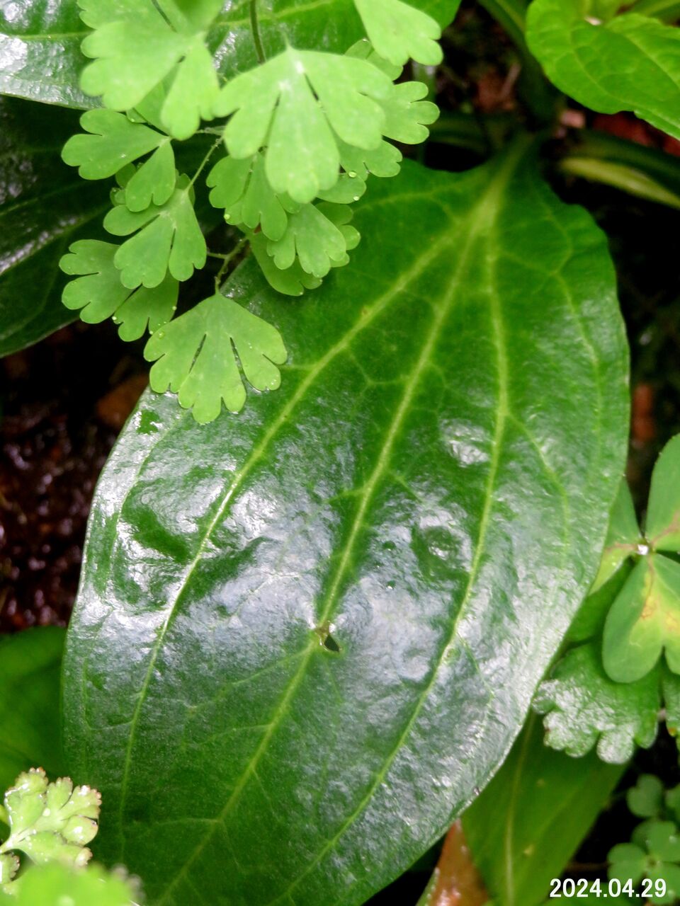 新・動植物歳時記 新・動植物歳時記