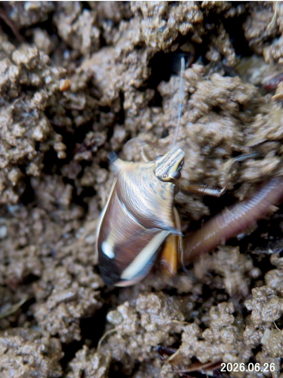 ≪新・旬の風 1442≫ シロヘリクチブトカメムシ : 山川草木・動物