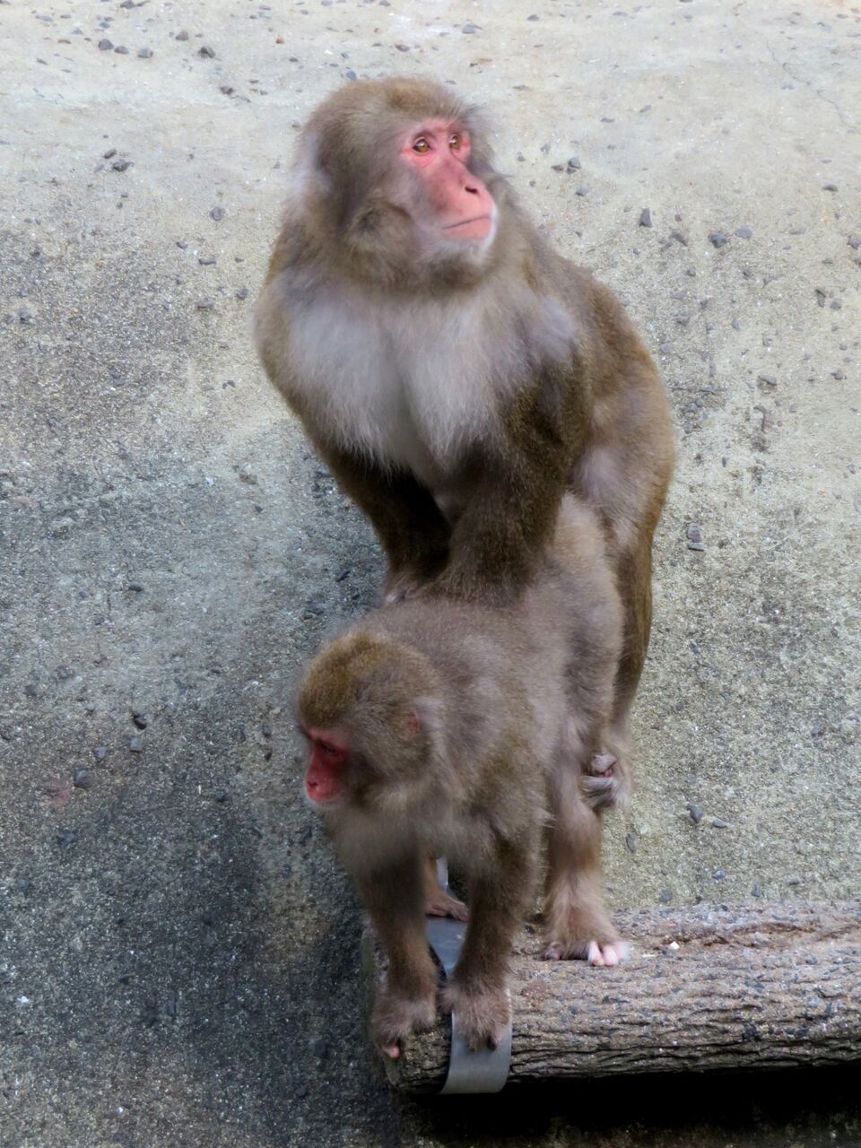 中古】 白山のニホンザル家族 野生の心を求めて