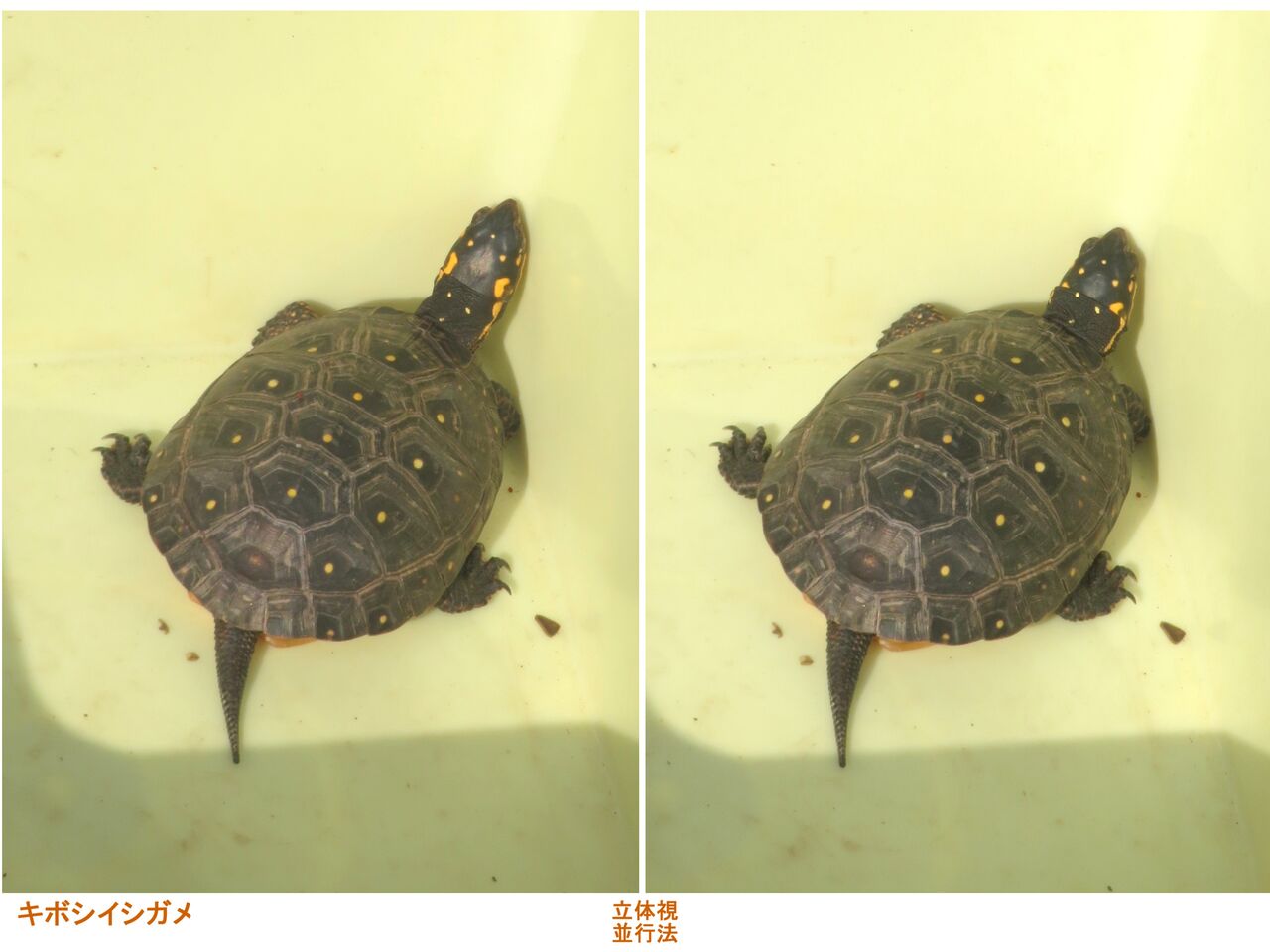 新・動植物歳時記 新・動植物歳時記 【公式通販】