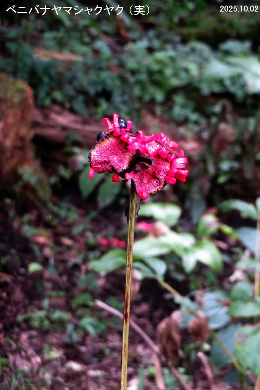 山野草ヤマシャクヤク黄聖錦原木割り株 山野草ヤマシャクヤク黄聖錦原木割り株