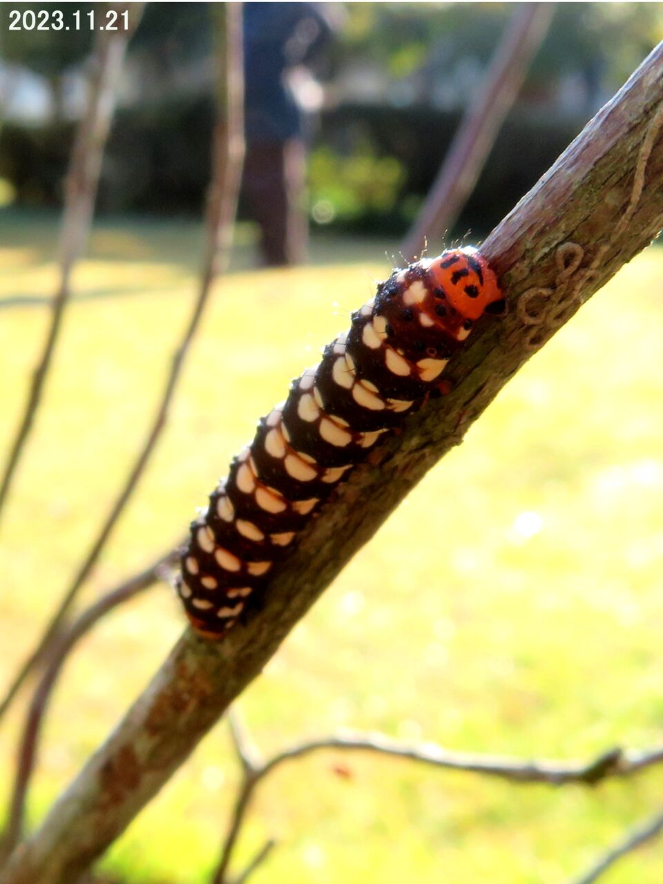 ≪新・旬の風 983≫ ハマオモトヨトウ Ⅱ : 山川草木・動物 歳時記 Ⅱ