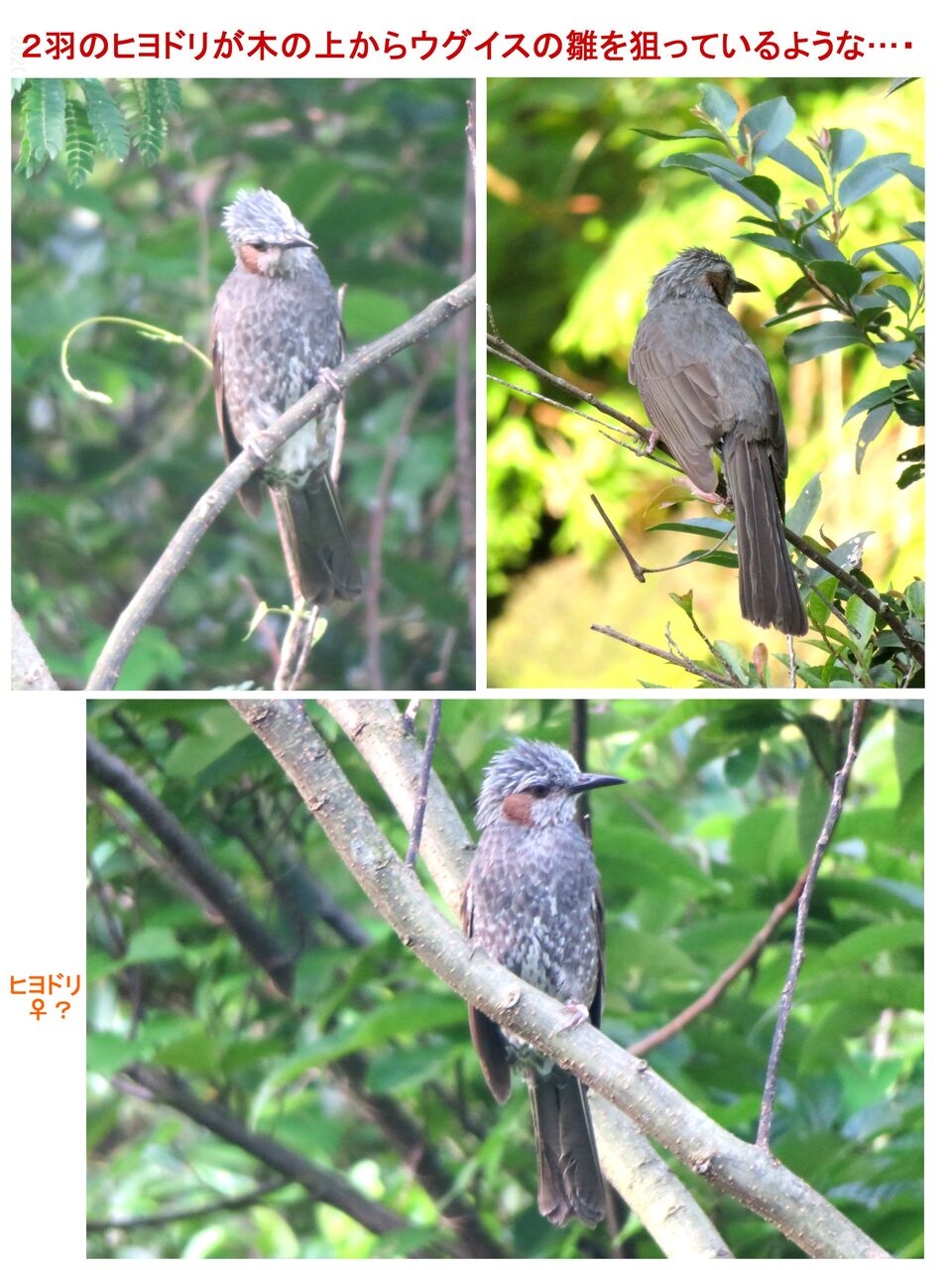 瞬 旬の風 91 ヒヨドリの幼鳥 山川草木 動物 歳時記 瞬 旬の風 91 ヒヨドリの幼鳥 山川草木 動物 歳時記