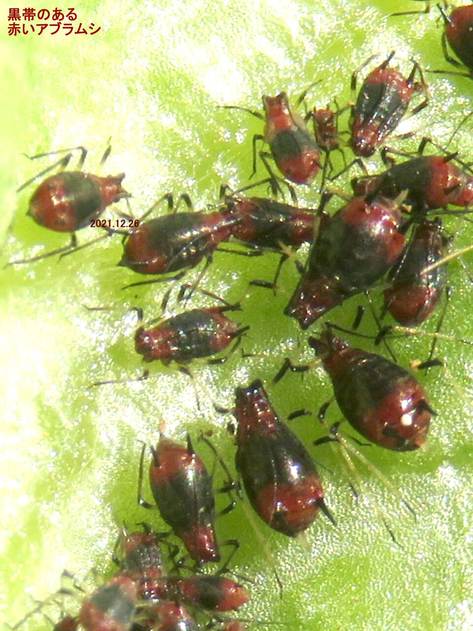 農業記 139 レタスがアブラムシにやられている 農業のまねごと記 昆虫などの動物たち 農業記 139 レタスがアブラムシにやられている 農業のまねごと記 昆虫などの動物たち