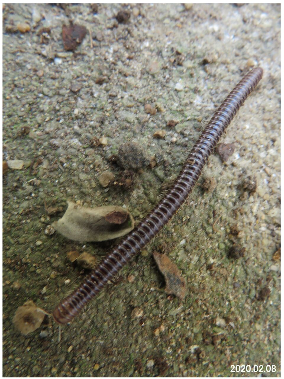 旬の風 990 ヤスデ ヒメヤスデの一種 山川草木 動物 歳時記